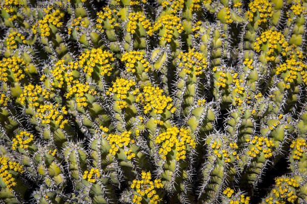 Flowering Euphorbia polyacantha is a spiny bush which grows on stony sides of mountains in hot valleys Picture Board by Kristof Bellens