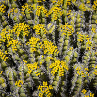 Buy canvas prints of Flowering Euphorbia polyacantha is a spiny bush which grows on stony sides of mountains in hot valleys by Kristof Bellens