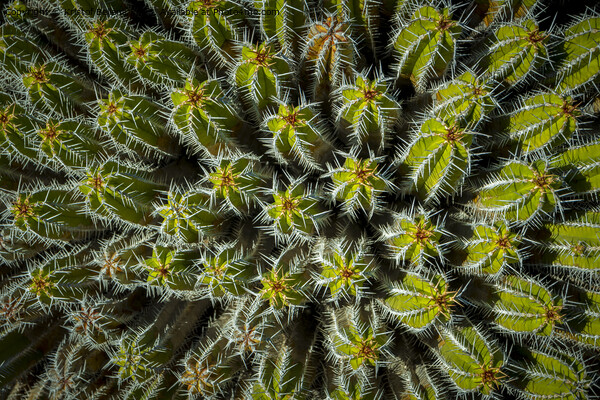 Directly above shot and view on the needles and spikes of plant Euphorbia Echinus Picture Board by Kristof Bellens