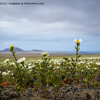 Buy canvas prints of Springtime in Lanzarote, view on daisy flower field on the canary island by Kristof Bellens