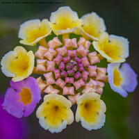 Buy canvas prints of Vivid and colorful close-up of a lantana camara ornamental flower in the garden by Kristof Bellens