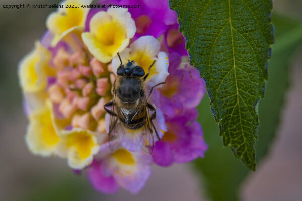 Bee eating nectar on a vivid and colorful close-up of a lantana camara ornamental flower in the garden Picture Board by Kristof Bellens