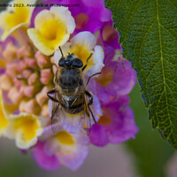 Buy canvas prints of Bee eating nectar on a vivid and colorful close-up of a lantana camara ornamental flower in the garden by Kristof Bellens