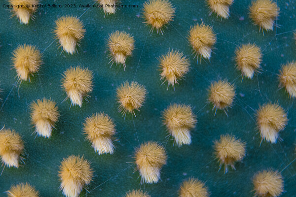 Closeup and macro shot of aereole of the Optunia cactus with aereole spines and glochids creating a pattern on green background Picture Board by Kristof Bellens