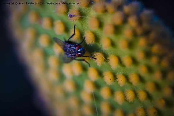 Closeup and macro shot of of a fly sitting on the aereole of the Optunia cactus with spines and glochids creating a pattern on green background Picture Board by Kristof Bellens