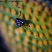 Buy canvas prints of Closeup and macro shot of of a fly sitting on the aereole of the Optunia cactus with spines and glochids creating a pattern on green background by Kristof Bellens