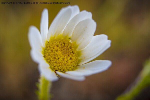 Closeup macro shot of flowering common daisy flower Picture Board by Kristof Bellens