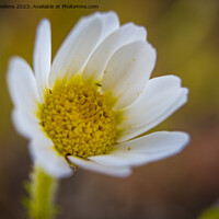 Buy canvas prints of Closeup macro shot of flowering common daisy flower by Kristof Bellens