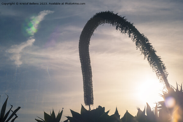 Artistic silhouette impression of a foxtail agave during sunset Picture Board by Kristof Bellens