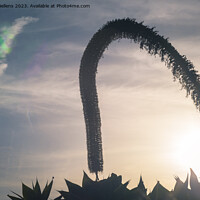 Buy canvas prints of Artistic silhouette impression of a foxtail agave during sunset by Kristof Bellens