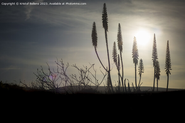 Cinamatic shot of flowering agave plant during sunset displaying tranquility. Picture Board by Kristof Bellens