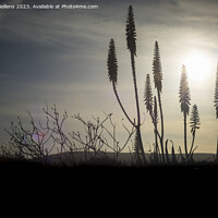 Buy canvas prints of Cinamatic shot of flowering agave plant during sunset displaying tranquility. by Kristof Bellens
