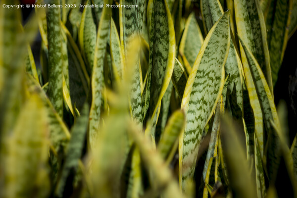 A close-up view of a lush sanseveria plant with dark green leaves and yellow edges. The leaves are thick and sword-shaped. Picture Board by Kristof Bellens