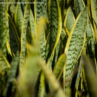 Buy canvas prints of A close-up view of a lush sanseveria plant with dark green leaves and yellow edges. The leaves are thick and sword-shaped. by Kristof Bellens