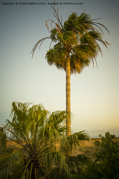 Vertical shot of a palm tree waving in the wind during sunset Picture Board by Kristof Bellens