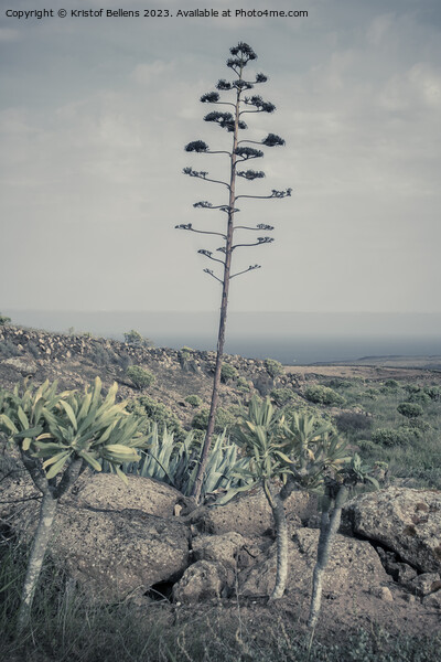Vertical and cinematic view on Lanzarote natural landscape with Agave stem Picture Board by Kristof Bellens