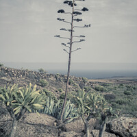 Buy canvas prints of Vertical and cinematic view on Lanzarote natural landscape with Agave stem by Kristof Bellens