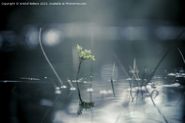 Calm and serene nature close-up shot of plants growing through the water of a flooded forest Picture Board by Kristof Bellens