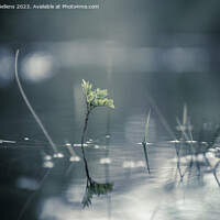 Buy canvas prints of Calm and serene nature close-up shot of plants growing through the water of a flooded forest by Kristof Bellens