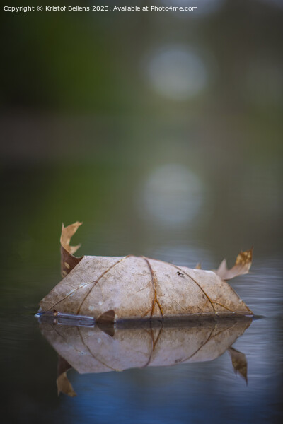 Vertical closeup shot of Autumn leaf in quiet water with reflections and blurry background. Picture Board by Kristof Bellens