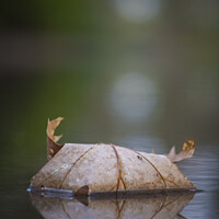 Buy canvas prints of Vertical closeup shot of Autumn leaf in quiet water with reflections and blurry background. by Kristof Bellens