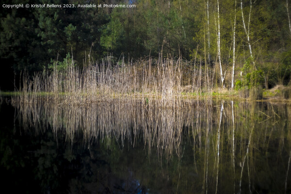 Reed field with reflection in a pond in a forest. Picture Board by Kristof Bellens