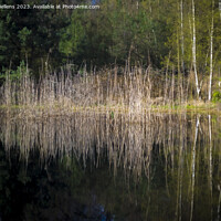 Buy canvas prints of Reed field with reflection in a pond in a forest. by Kristof Bellens