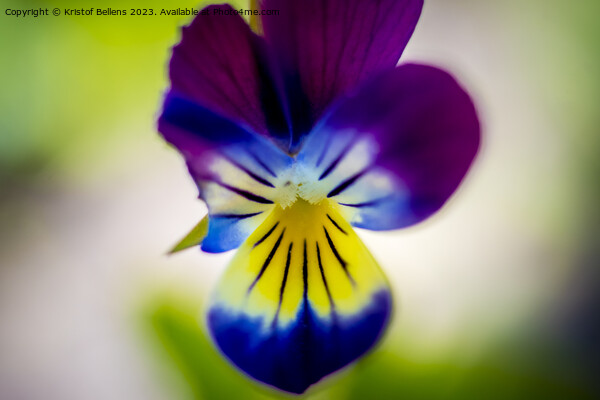 Macro shot of violet flower head. Picture Board by Kristof Bellens