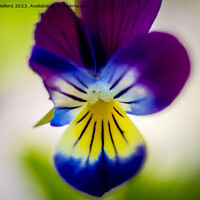 Buy canvas prints of Macro shot of violet flower head. by Kristof Bellens
