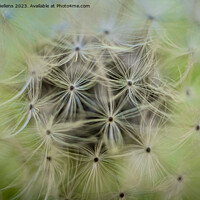 Buy canvas prints of Closeup macro shot of dandelion seed head with selective focus by Kristof Bellens