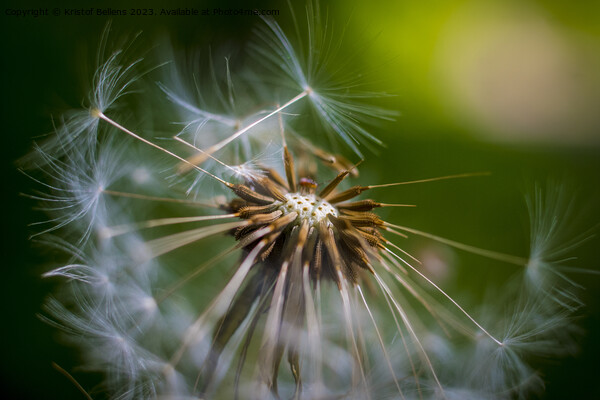 Closeup macro shot of dandelion seed head with selective focus Picture Board by Kristof Bellens