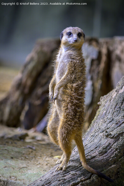 Vertical shot of a meerkat standing up Picture Board by Kristof Bellens