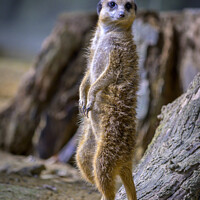 Buy canvas prints of Vertical shot of a meerkat standing up by Kristof Bellens