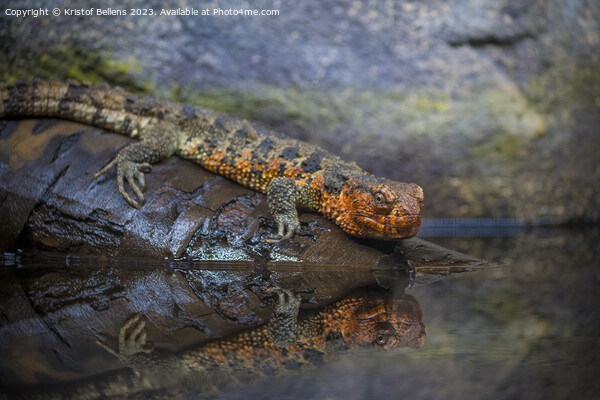 Close-up shot of Chinese crocodile lizard near water Picture Board by Kristof Bellens