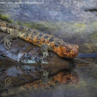 Buy canvas prints of Close-up shot of Chinese crocodile lizard near water by Kristof Bellens