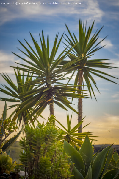 Vertical shot of tropical palm trees and plants during sunset in Lanzarote Picture Board by Kristof Bellens