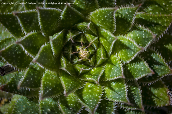 Directly above shot of Lace Aloe or Aristaloe aristata, abstract plant shot with green circular pattern Picture Board by Kristof Bellens