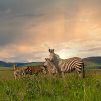 Buy canvas prints of Herd of zebra's standing in the plains and savanna by Kristof Bellens