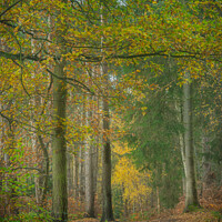 Buy canvas prints of Harwarden Woods by jim cooke