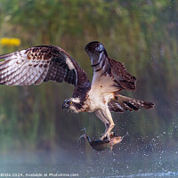 Buy canvas prints of Osprey With Rainbow Trout by Liam McBride