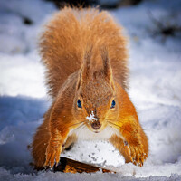 Buy canvas prints of Red Squirrel In Snow by Liam McBride