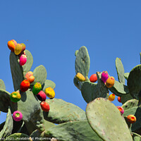 Buy canvas prints of A close up of a cactus by Lello Bruno