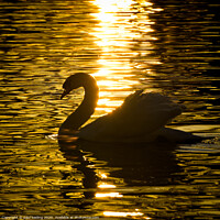 Buy canvas prints of Swan lake Sunset by Paul Keeling