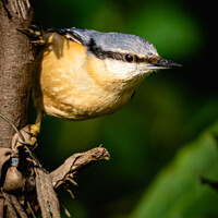 Buy canvas prints of Nuthatch enjoying attention by Paul Keeling