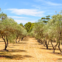 Buy canvas prints of Almond orchard - Clare Valley by Laszlo Konya