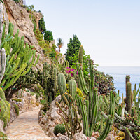 Buy canvas prints of Cacti and other succulents - Monaco by Laszlo Konya