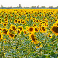 Buy canvas prints of Sunflower field - Bekesszentandras by Laszlo Konya
