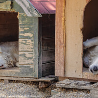 Buy canvas prints of Kuvasz dogs - Szentendre by Laszlo Konya