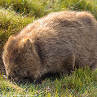Buy canvas prints of Common wombat - Cradle Mountain by Laszlo Konya