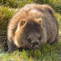 Buy canvas prints of Common wombat - Cradle Mountain by Laszlo Konya
